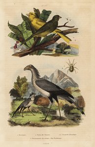 Pássaro secretário, Sagitário serpentino, canários selvagens e domesticados, Serinus canaria de Unbekannt