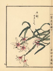 Sekkoku, dendrobium de Mohl ou orquídea japonesa da pedra, Dendrobium moniliforme. Gravura em xilogravura colorida à mão por Kono Bairei de Kusa Bana Hyakushu (Cem Variedades de Flores), Tóquio, Yamada de Unbekannter Künstler