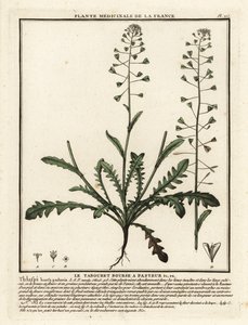 Bolsa do pastor, Capsella bursa-pastoris. de Unbekannter Künstler