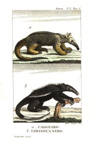Tamanduá-bandeira ou tamanduá-pigmeu (Fourmilier) (cagouare de Azara), Cyclopes didactylus e tamanduá-preto de Unbekannter Künstler