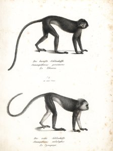 Lutung prateado, Trachypithecus cristatus (Semnopithecus pruinosus) e surili de Sumatra, Presbytis melalophos (Semnopithecus melalophos) em perigo de extinção. Litografia de Karl Joseph Brodtmann da História Natural Ilustrada dos Animais de Heinrich Rudolf de Unbekannter Künstler