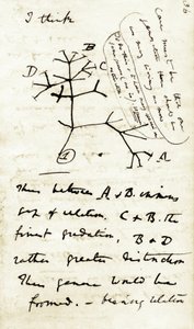 Esboço de Charles Darwin (1809-1882) do seu primeiro caderno "Transmutação das espécies": este é o seu primeiro diagrama referente à sua teoria da evolução. 1837 de Unbekannter Künstler