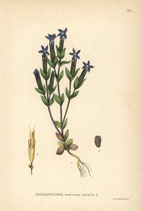 Genciana das neves, Gentiana nivalis de Unbekannter Künstler