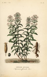 Soapwort ou sabonete, Saponaria officinalis, Saponaire officinale de Unbekannt