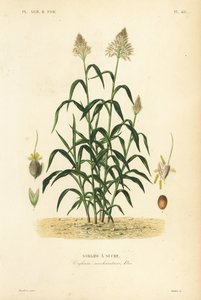Sorghum gramínea, grande painço, durra, jowari ou milo, Sorghum bicolor, Sorghum saccharatum, Sorgho a sucre de Unbekannt