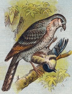 Sparrow. Gravura em "Alfabeto de ma petite fille". Bernardin-Bechet e Fils, livreiros-editores, Paris, por volta de 1895. Álbum inquebrável em lona. Bibliotheque des Bebes. 12 páginas. Álbum contendo um método de leitura e um abecedário ilustrativo. Dim: de Unbekannt