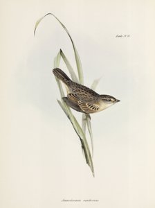 Pardal ou tentilhão, c 1832-1836 de Unbekannter Künstler