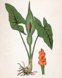 Guelra manchada (Arum maculatum ou Chandelle, Veal