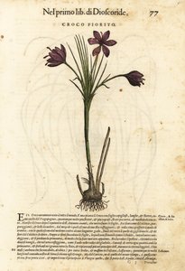 Açafrão da primavera, Crocus vernus (Açafrão em flor). Gravura em xilogravura colorida à mão por Wolfgang Meyerpick a partir de uma ilustração de Giorgio Liberale da obra Discorsi di P.A. Matthioli ne i sei libri della Materia Medicinale di Pedacio Dioscor de Unbekannter Künstler