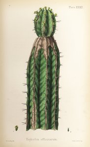 Esporão, Euphorbia officinarum. Litografia colorida à mão por Henry Sowerby da Flora Homeopathica de Edward Hamilton, Bailliere, Londres de Unbekannter Künstler