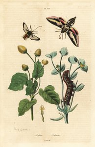 Traça-pesqueira, Hyles euphorbiae e lagarta 1, traça vespa, Sesia apiformis 2, e planta dor de dentes, Spilanthes species de Unbekannt