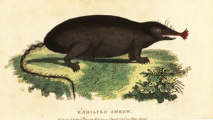 Toupeira de nariz estrelado, Condylura cristata,1800 (gravura) de Unbekannter Künstler