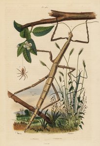 Insetos de pau ou phasmids, Carausius morosus e Clonopsis gallica, e aranha de caranguejo errante, Philodromus aureolus de Unbekannt