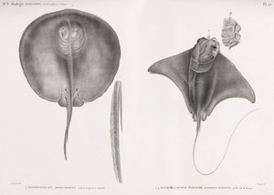 Stingray, frente e costas de Unbekannt