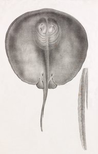 Stingray, vista frontal de perto de Unbekannt