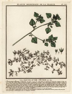 Pé de ganso fedorento, Chenopodium vulvaria. de Unbekannter Künstler
