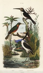 Stork, Jabiru mycteria, jacamar de cauda de rufo, Galbula ruficauda e jacamar de três dedos, Jacamaralcyon tridactyla de Unbekannt