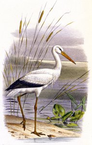Cegonha, c.1850 (litografia) de Unbekannter Künstler