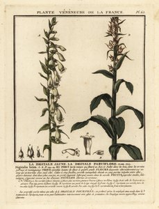 Dedaleira de palha, Digitalis lutea. de Unbekannter Künstler