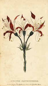 Alstroemeria listrada, Alstroemeria ligtu. , 1800 (gravura) de Unbekannter Künstler