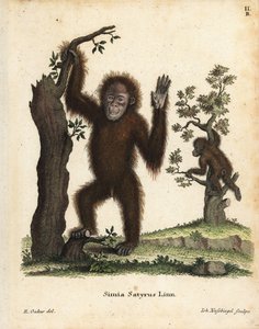 Orangotango de Sumatra, Pongo abelii. Criticamente em perigo. Gravura em chapa de cobre colorida à mão, segundo uma ilustração de R. Oakes, da obra Animal Illustrations after Nature, ou Schreber