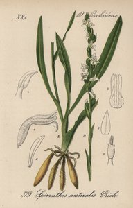 Spiranthes de verão - Spiranthes aestivalis. Litografia colorida à mão da Flora alemã (Flora von Deutschland) de Diederich von Schlechtendal, Jena de Unbekannter Künstler