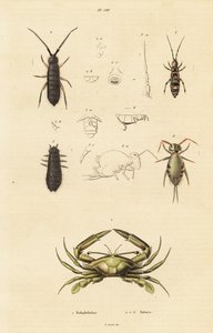 Caranguejo nadador e cauda de mola. de Unbekannter Künstler