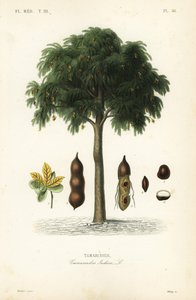 Tamarindo, Tamarindus indica, Tamarinier de Unbekannt