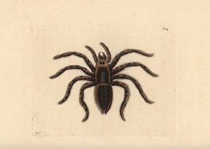Aranha-lobo da Tarântula, Lycosa tarantula (Aranha da Tarântula, Aranea tarantula). Ilustração desenhada e gravada por Richard Polydore Nodder. Gravura em chapa de cobre colorida à mão de George Shaw e Frederick Nodder, The Naturalist