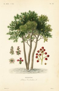 Terebinto ou terebintina, Pistacia terebinthus, Terebinthe de Unbekannt