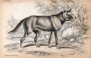 A Raposa Chenu ou Raposa do Brasil, Lycalopex vetulus - Litografia do Coronel Charles Hamilton Smith para ilustrar a Naturalist