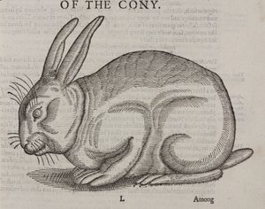 O Cony de Unbekannt