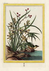 O Elleborin da China. Orquídea helleborina, Cephalanthera longifolia. Gravura colorida à mão de Pierre Joseph Buchoz "Coleção preciosa e iluminada das mais belas e curiosas flores, cultivadas tanto nos jardins da China como nos da Europa, de Unbekannter Künstler