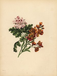O Gerânio de Helen, Preferência; A Flor de Parede do Jardim, Fidelidade na infelicidade de Unbekannt