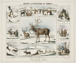 "The Rein Deer", c 1845 de Unbekannt