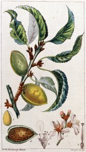 A amendoeira, c. 1801-1850 (gravura) de Unbekannter Künstler