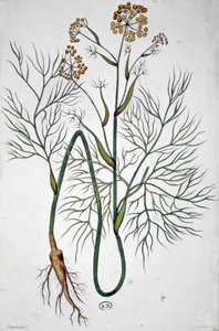 O funcho, c.1850 (gravura) de Unbekannter Künstler