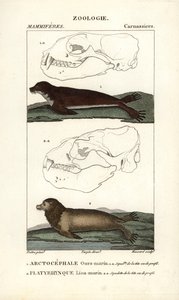 O urso-marinho ou foca-do-norte (arctocephale) e o leão-marinho ou lobo-marinho (platyrhynque) - Eau forte de Jean Gabriel Pretre (1780-1845), gravado por Carnonkel, para o dicionário de ciências naturais: mamíferos de Frederic Cuvier, editado por Pierre J de Unbekannter Künstler