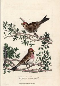 O sizerin ou pequeno linotte. Gravura em cobre colorido de George Graves, em British Ornithology de Unbekannter Künstler