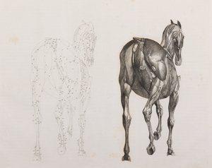 Terceira camada dissecada de um cavalo, vista traseira de Unbekannt