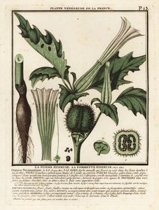 Maçã espinhosa, Datura stramonium. de Unbekannter Künstler