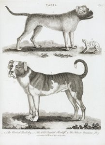 Três tipos de cão de Unbekannt