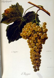 Página de rosto de um tratado geral francês sobre Viticultura (Cultura da uva para vinho) 1905 de Unbekannter Künstler
