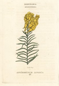 Toadflax, Linaria vulgaris (Antirrhinum linaria). Gravura em chapa de cobre colorida à mão, segundo uma ilustração de Richard Duppa do seu The Claves and Orders of the Linnaean System of Botany, Longman, Hurst, Londres de Unbekannter Künstler