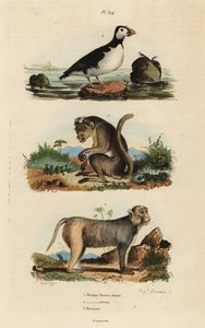 Toque macaque, Macaca sinica, ameaçada 1, rhesus macaque, Macaca mulatta 2, e auklet de periquito, Aethia psittacula 3 de Unbekannt