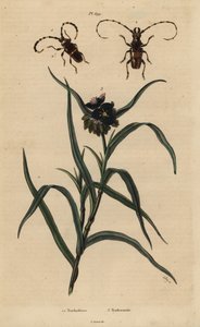 Trachyderes succinctus 1, Trachyderes mandibularis 2, e Virginia spiderwort, Tradescantia virginiana 3 de Unbekannt