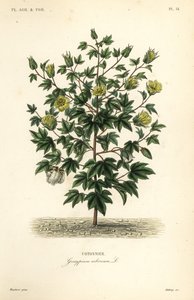 Algodão em árvore, Gossypium arboreum, Cotoninier de Unbekannt