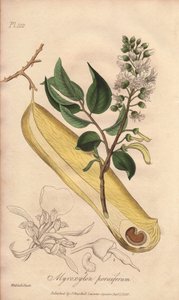 Árvore das febres (Myroxylon peruiferum) - Água forte de William Clarke para ilustrar "Medical Botanical, Description of the Medicinal Plants of London, Edinburgh and Dublin" de John Stephenson e James Morss Churchill, publicado em Londres por John Church de Unbekannter Künstler