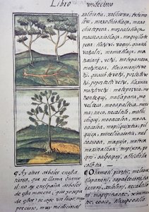 Árvores, ciprestes selvagens e abetos, página do Códice Florentino, versão bilíngue em espanhol e Nahuatl, História Geral das Coisas da Nova Espanha, do missionário espanhol Fray Bernardino de Sahagun (1499-1590). A civilização asteca de William M. Timlin