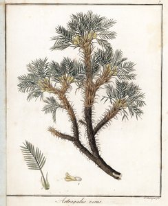 Astragalus verdadeiro - Litografia de F. Guimpel, extraída da botânica médica de Friedrich Gottlob Haynes (1763-1832), Berlim de Unbekannter Künstler